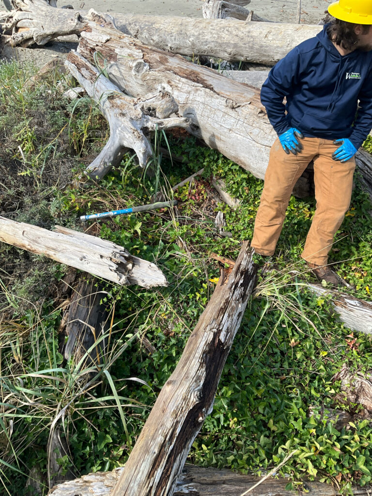 a man cutting down a tree (MyCoast AI)