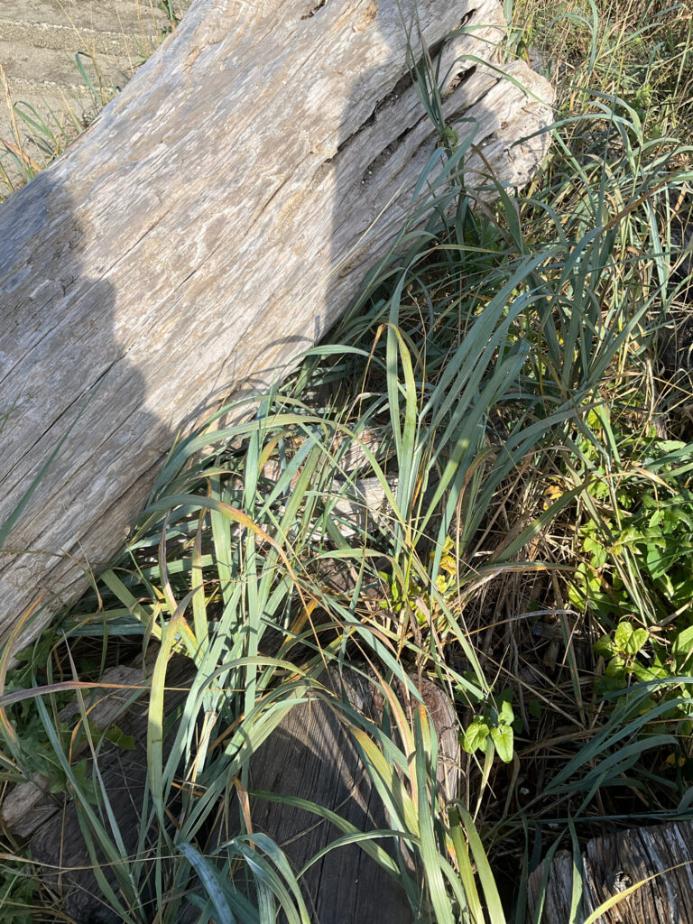 a close-up of some grass (MyCoast AI)