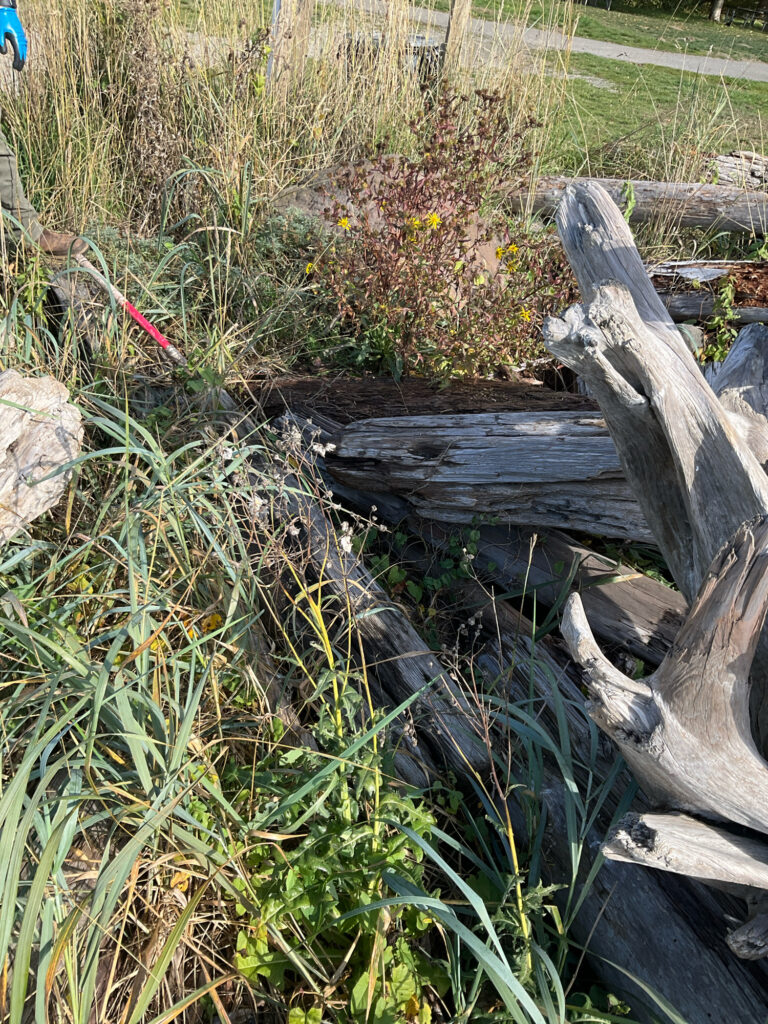 a group of logs in a grassy area (MyCoast AI)