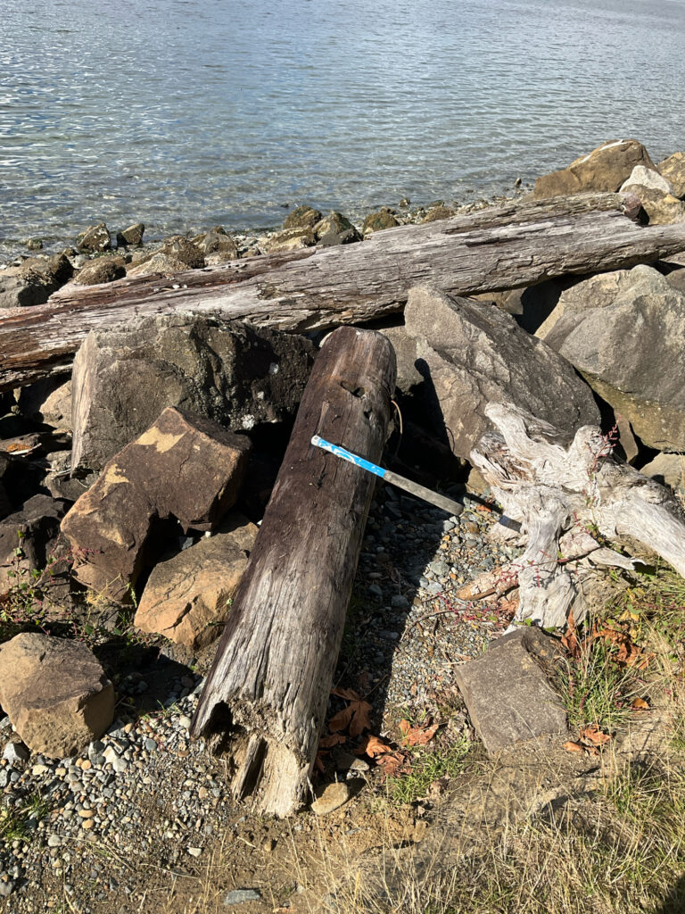 a log on the beach (MyCoast AI)