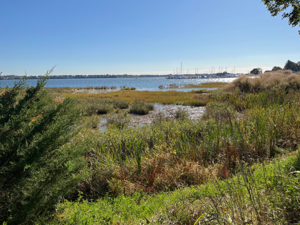 a marshy area with water in the background (MyCoast AI)