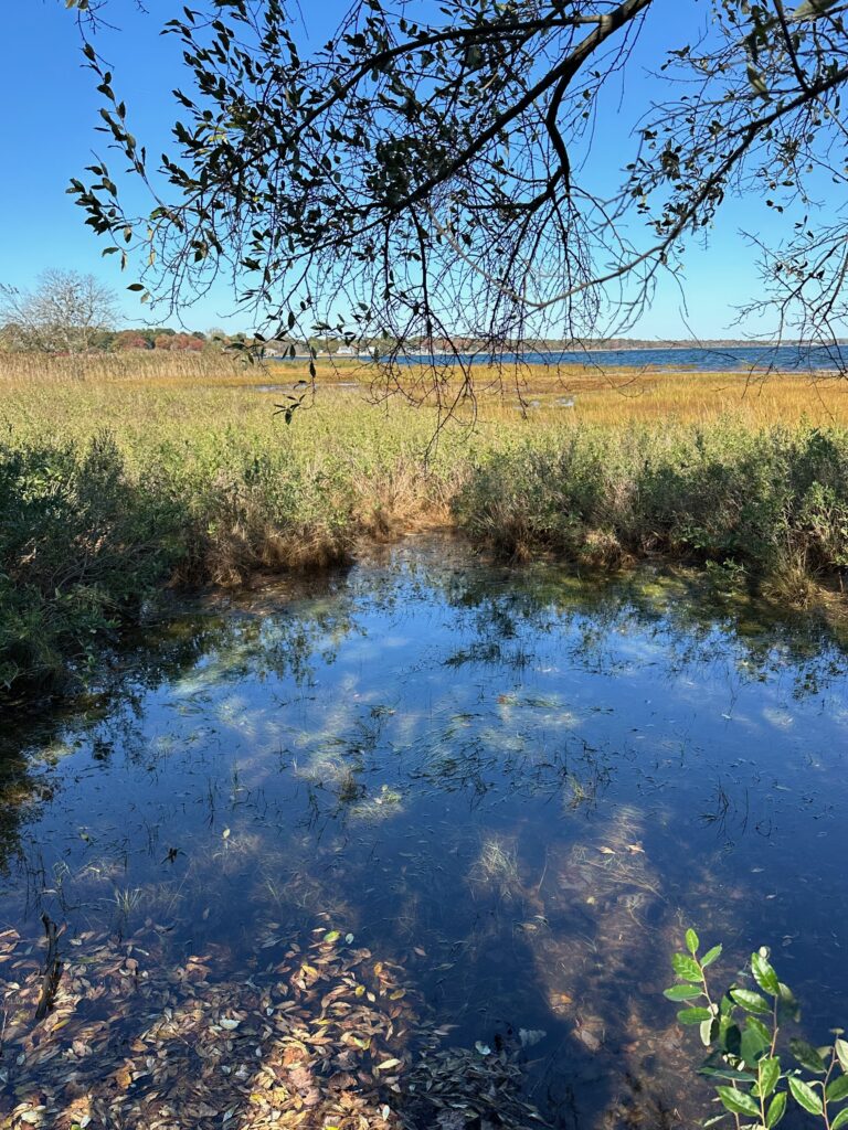 a small pond with grass and trees (MyCoast AI)