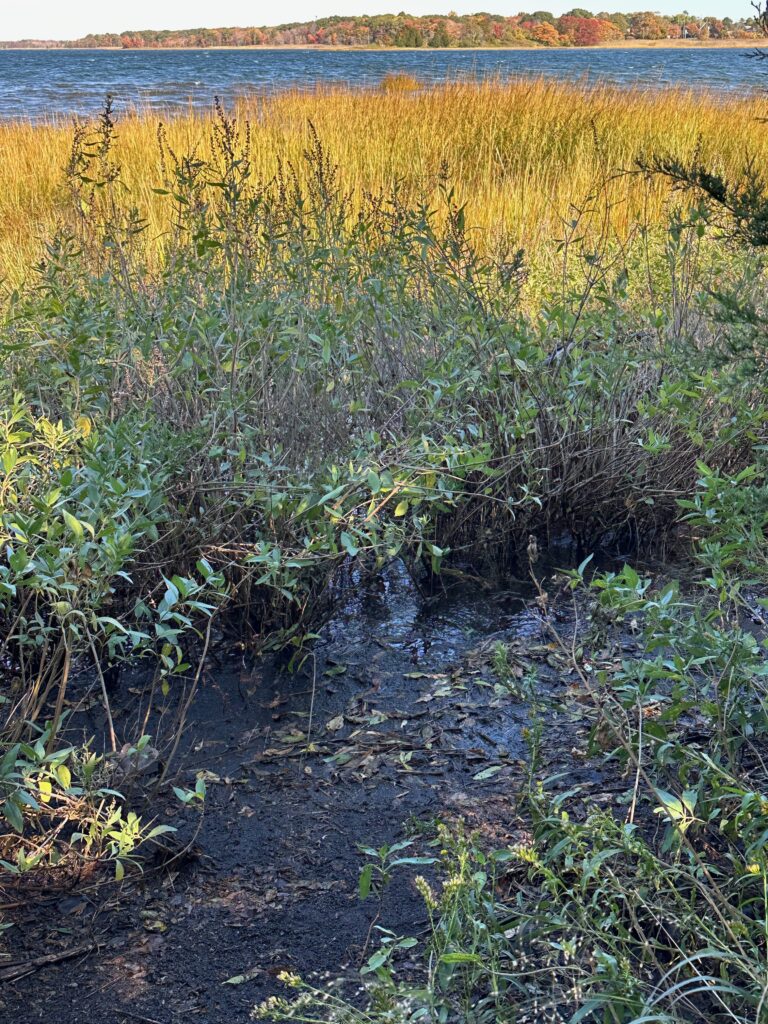 a field of plants next to a body of water (MyCoast AI)