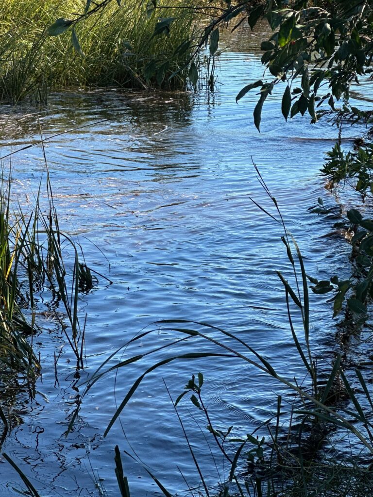 a body of water with trees around it (MyCoast AI)
