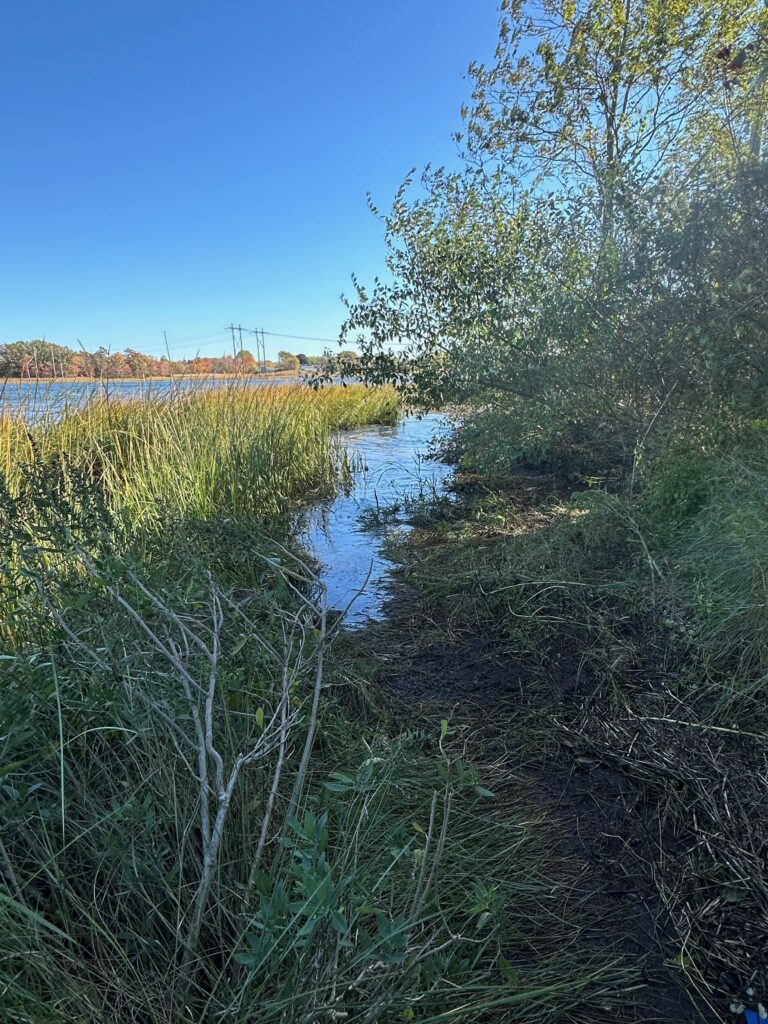 a river with grass and trees (MyCoast AI)
