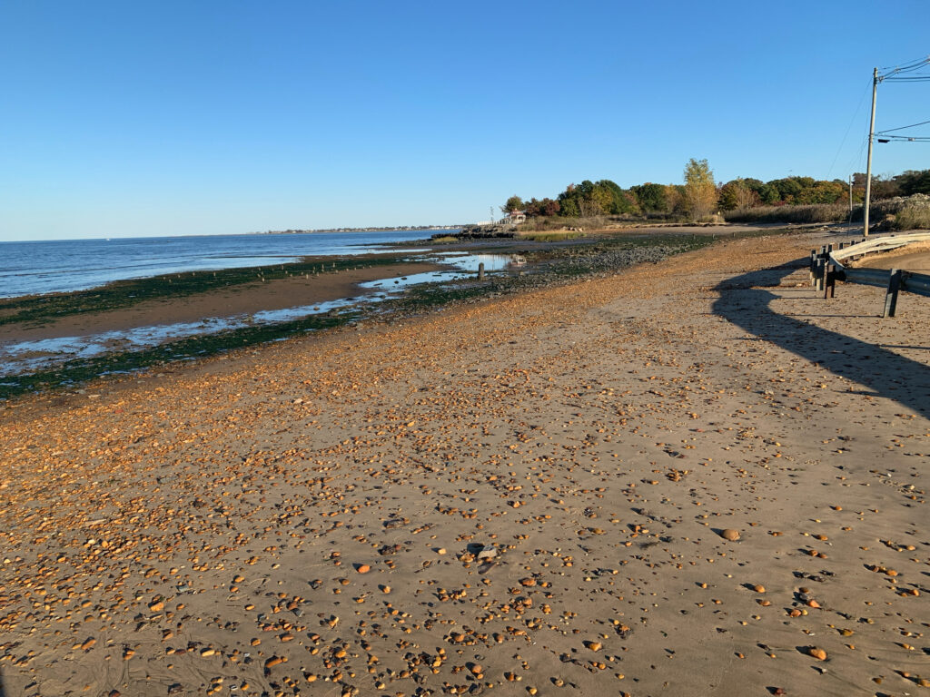 a sandy beach with a body of water and trees in the background (MyCoast AI)