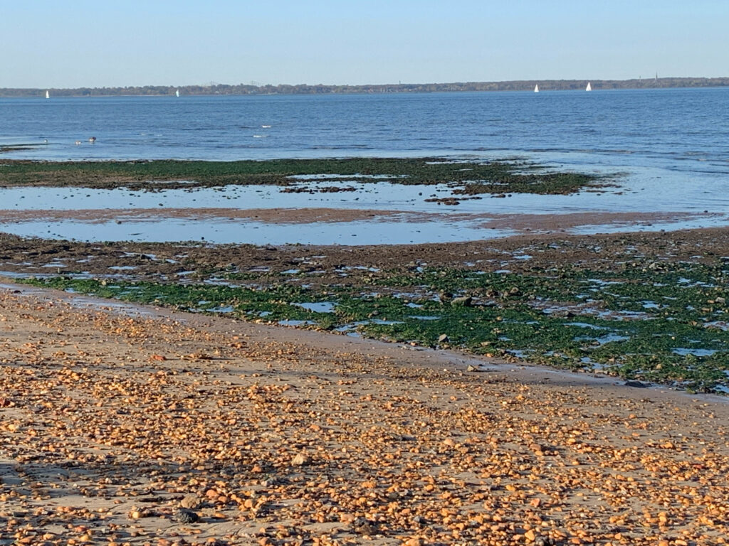 a beach with grass and water (MyCoast AI)