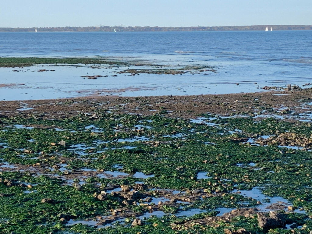 a beach with rocks and water (MyCoast AI)