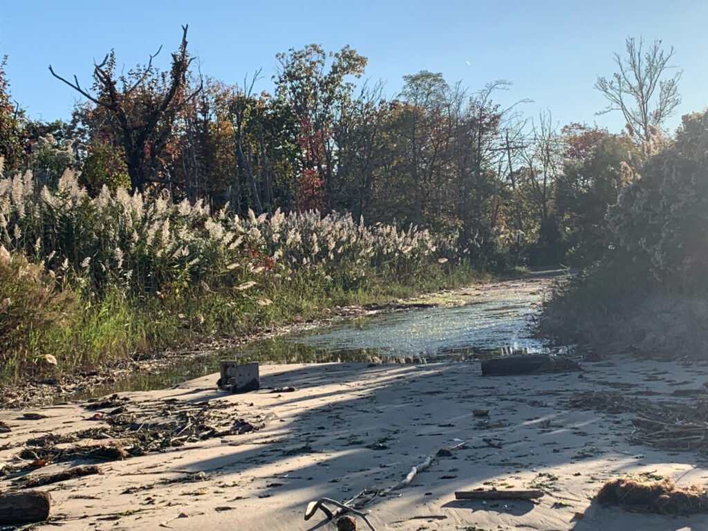 a river with trees on the side (MyCoast AI)