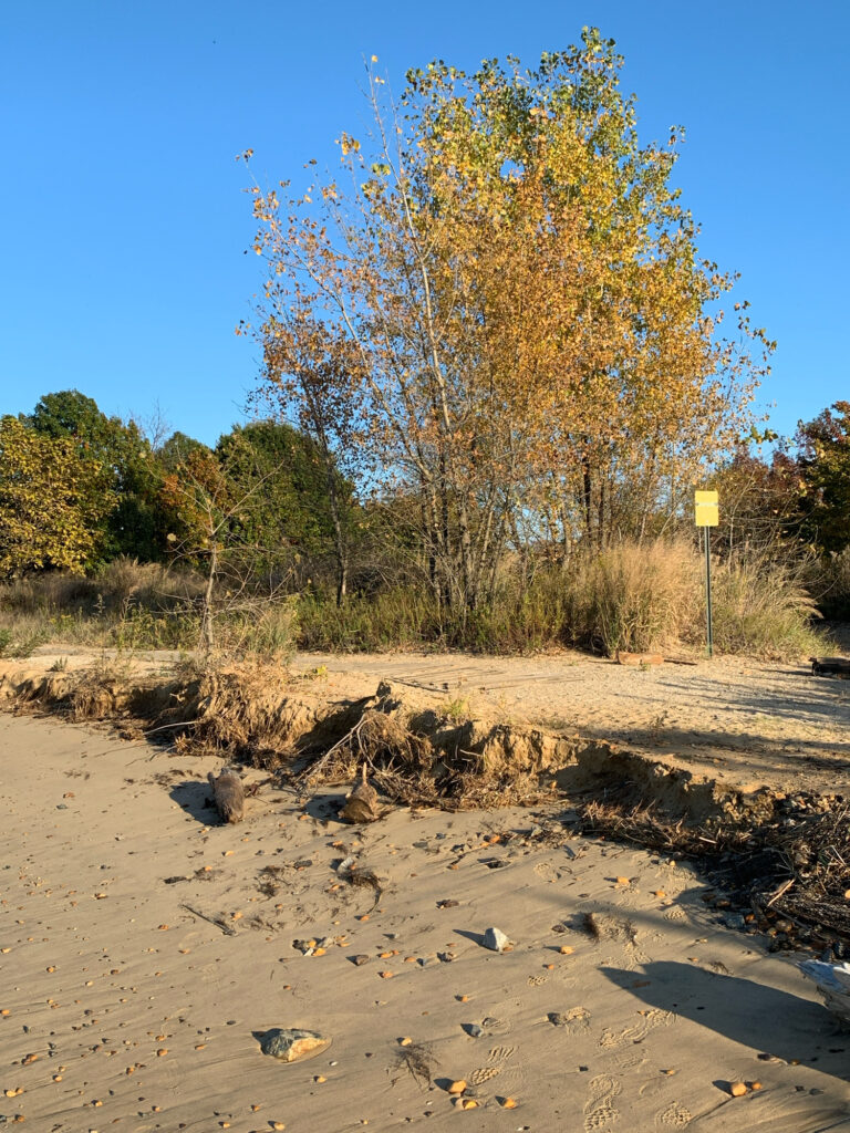 a dirt road with trees on the side (MyCoast AI)
