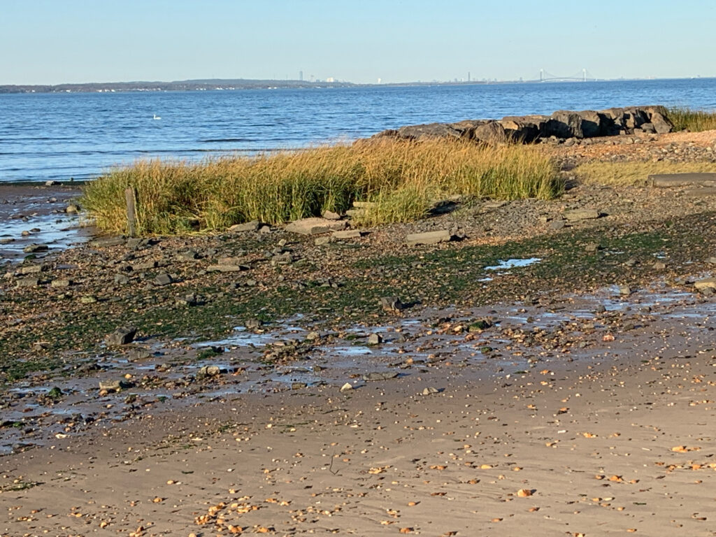 a rocky beach with water and plants (MyCoast AI)