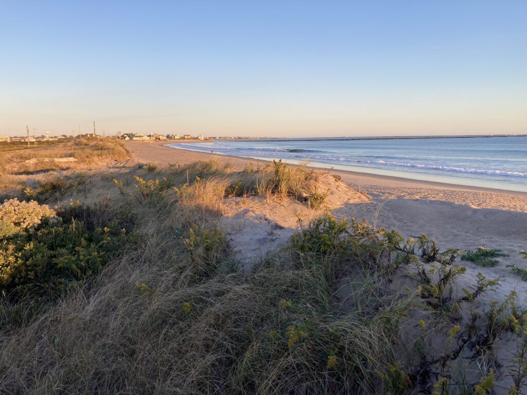 a beach with sand and plants (MyCoast AI)