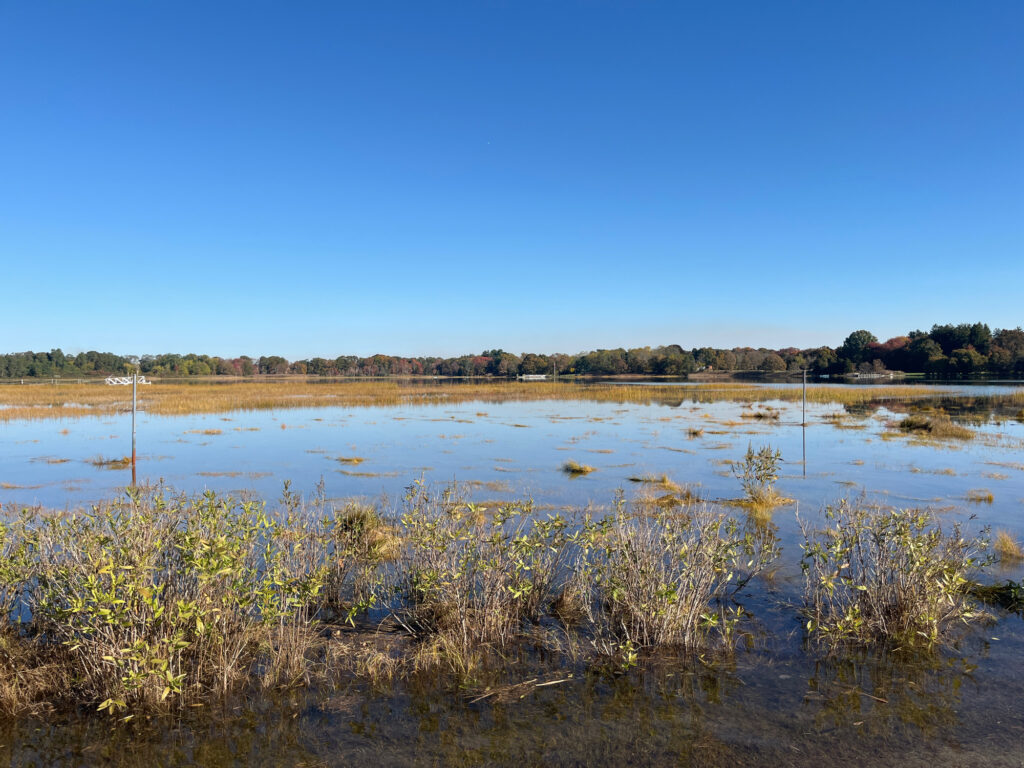 a body of water with plants and trees in the background (MyCoast AI)