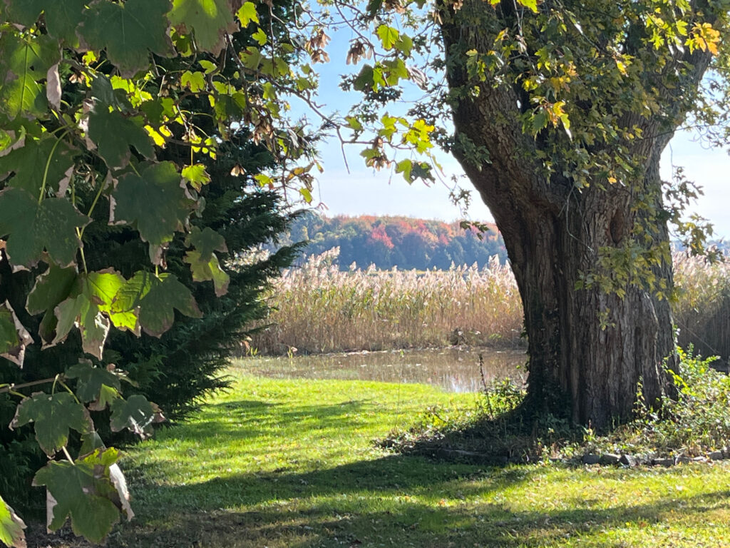 a tree in a field (MyCoast AI)
