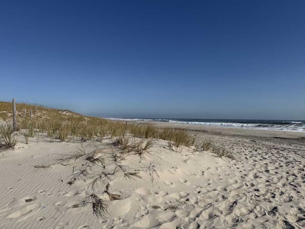a sandy beach with plants and water (MyCoast AI)