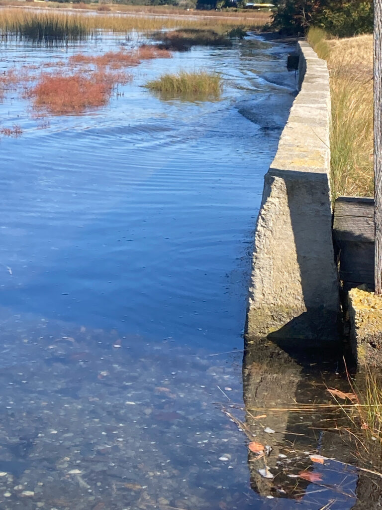 a small pond with a sidewalk and grass (MyCoast AI)