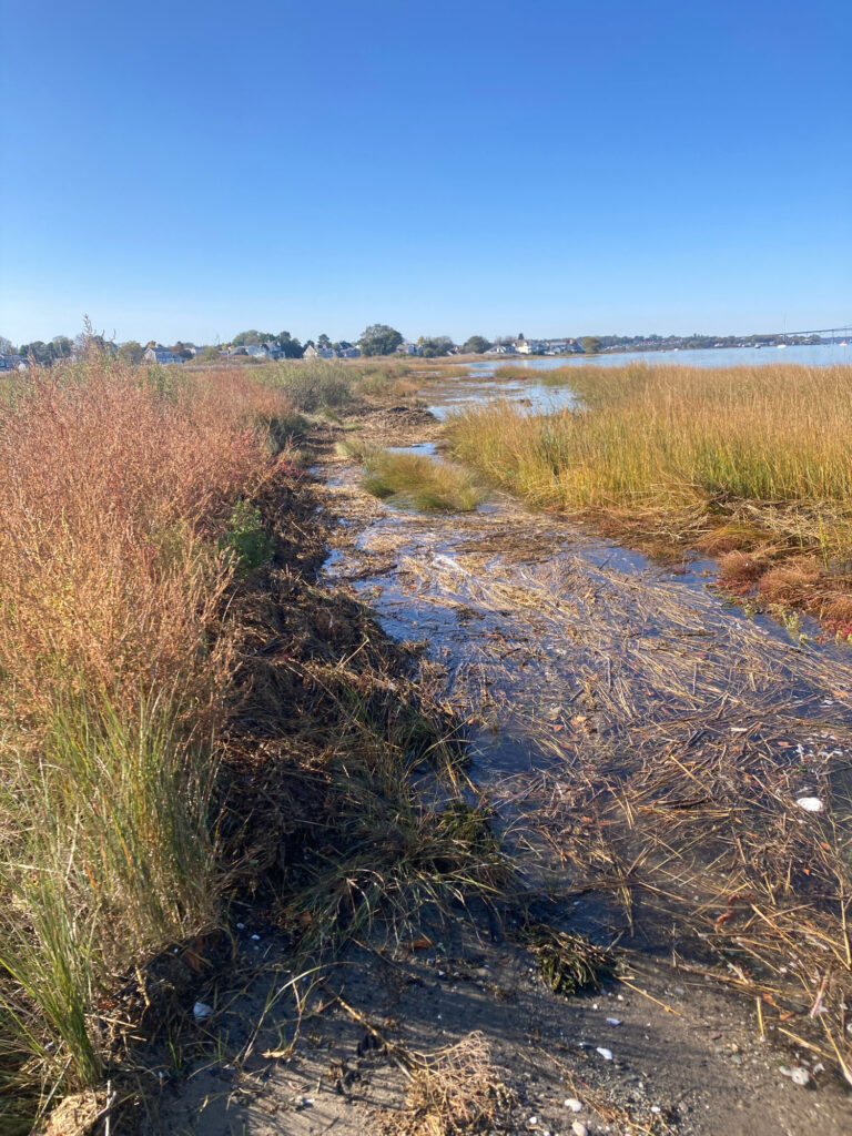 a muddy river with grass and bushes (MyCoast AI)