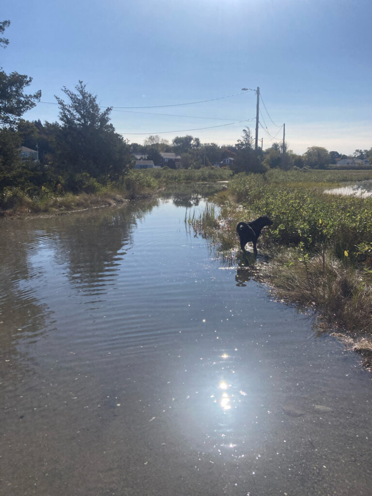 a dog walking along a river (MyCoast AI)