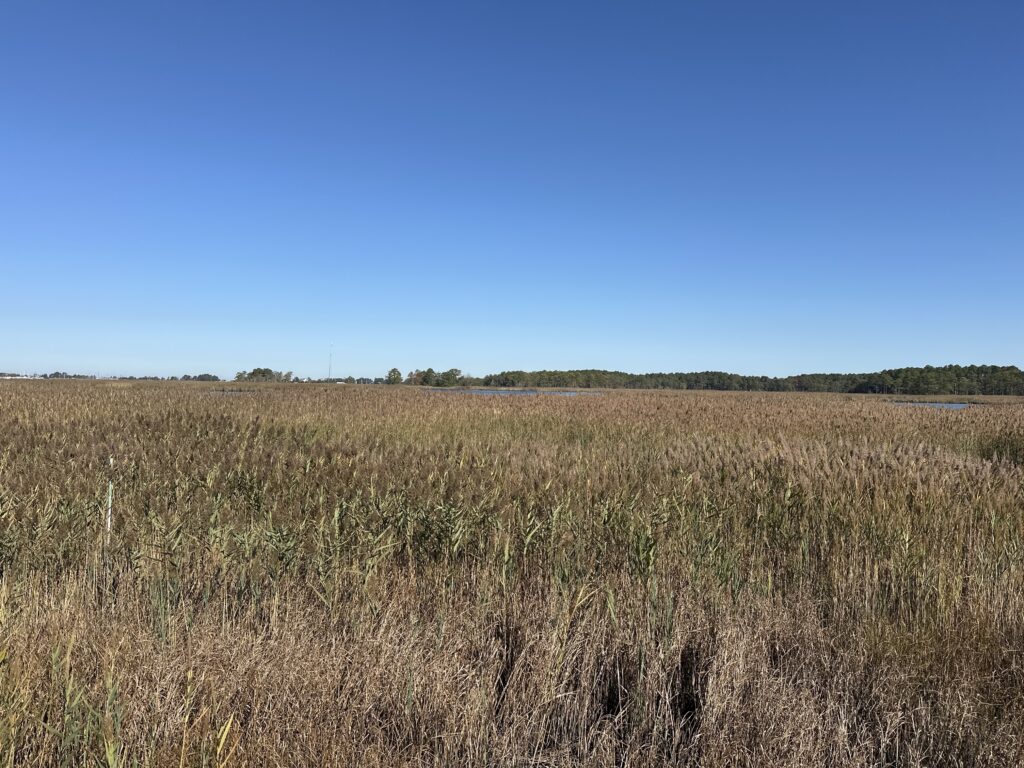a field of brown grass (MyCoast AI)