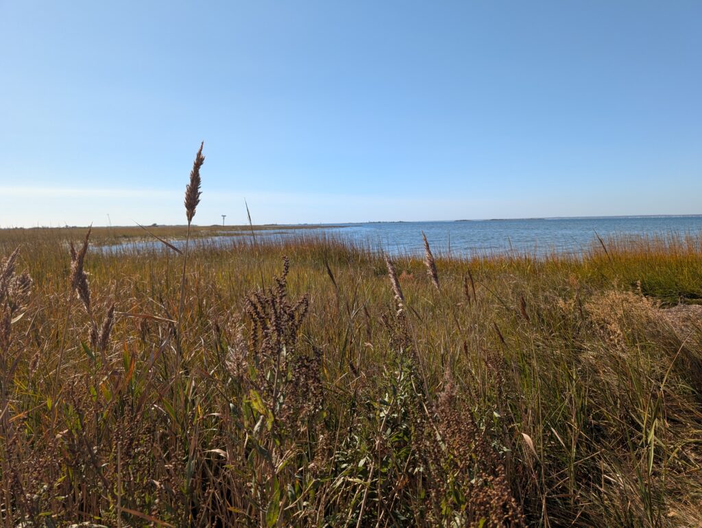 a grassy area with water in the background (MyCoast AI)