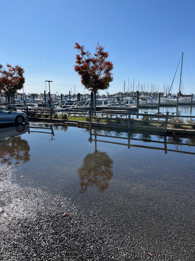 a dock with a tree and boats (MyCoast AI)