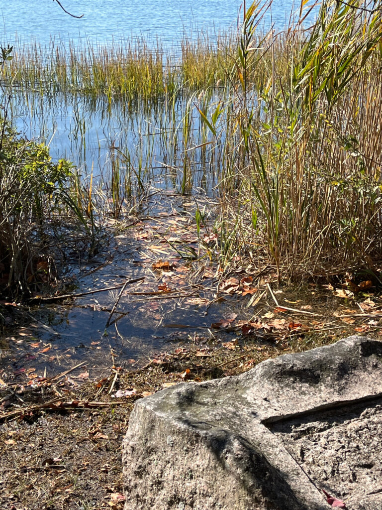 a log in the dirt by a body of water (MyCoast AI)