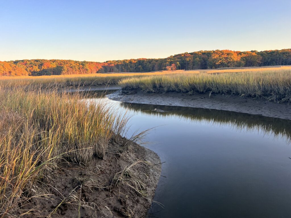 a body of water with grass and trees around it (MyCoast AI)