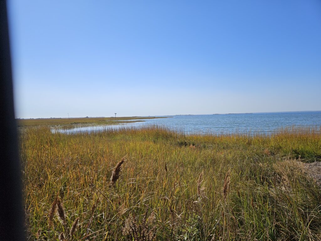 a grassy area with water in the background (MyCoast AI)