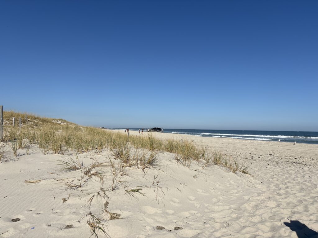 a sandy beach with plants and water (MyCoast AI)