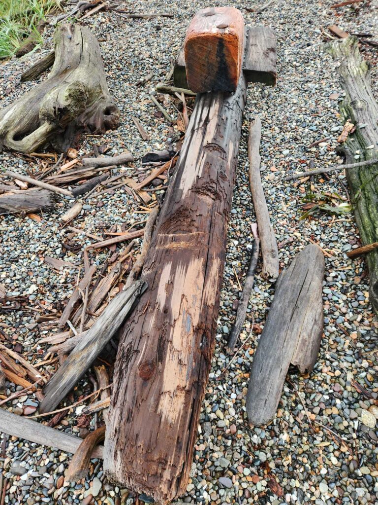 a tree stump with a stick in it (MyCoast AI)