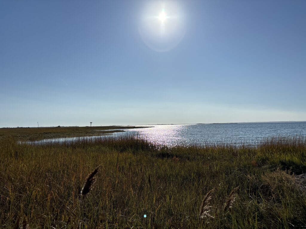 a grassy area next to a body of water (MyCoast AI)