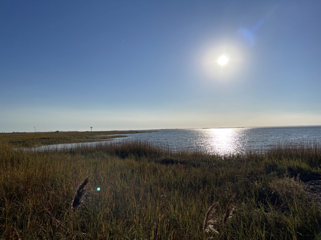 a grassy area next to a body of water (MyCoast AI)