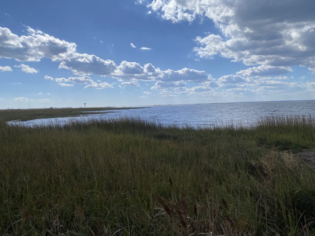 a grassy area next to a body of water (MyCoast AI)