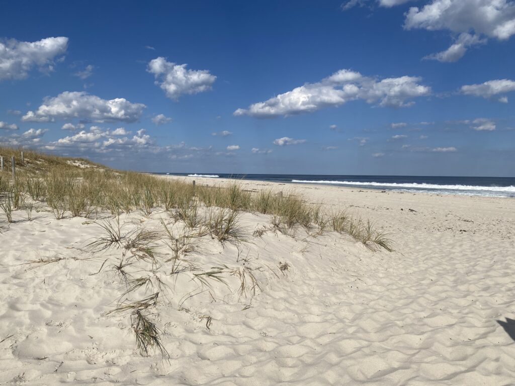 a sandy beach with plants and water (MyCoast AI)