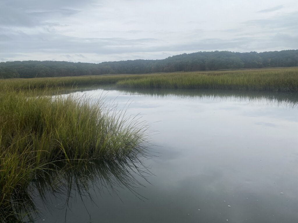 a body of water with grass and trees around it (MyCoast AI)
