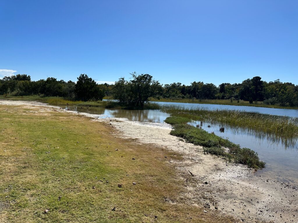 a marshy area with trees in the background (MyCoast AI)