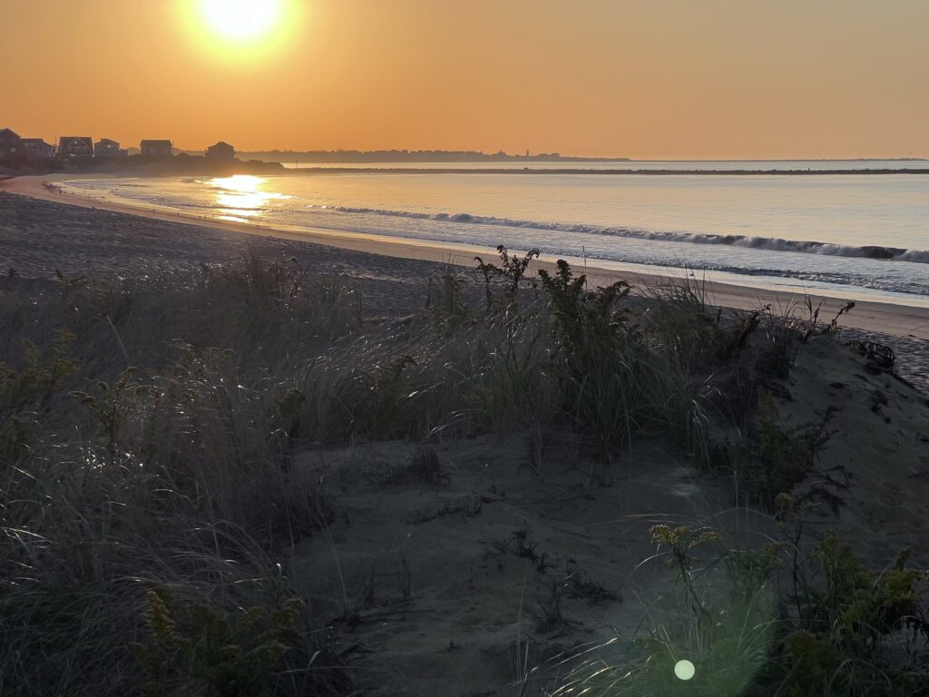 a beach with plants and water (MyCoast AI)