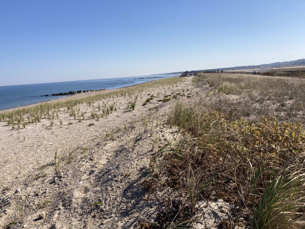 a sandy beach with bushes and water (MyCoast AI)