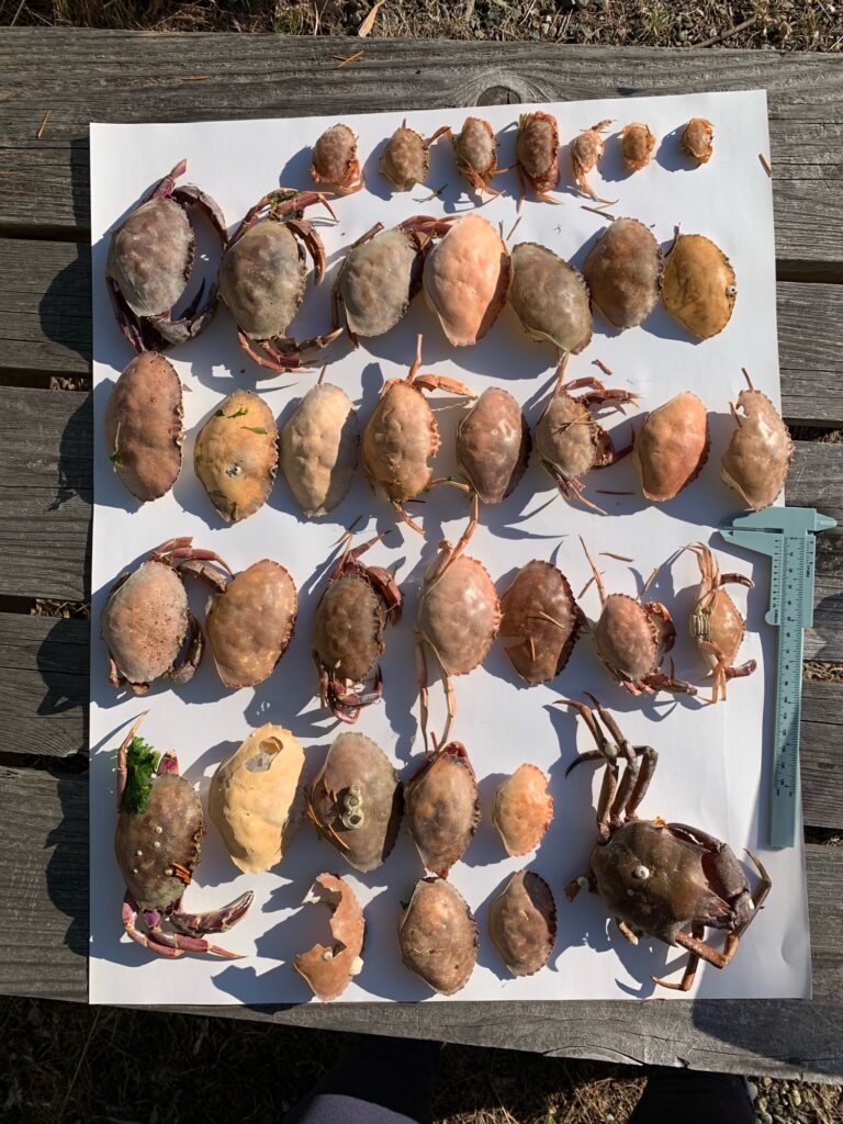 a group of snails (MyCoast AI)