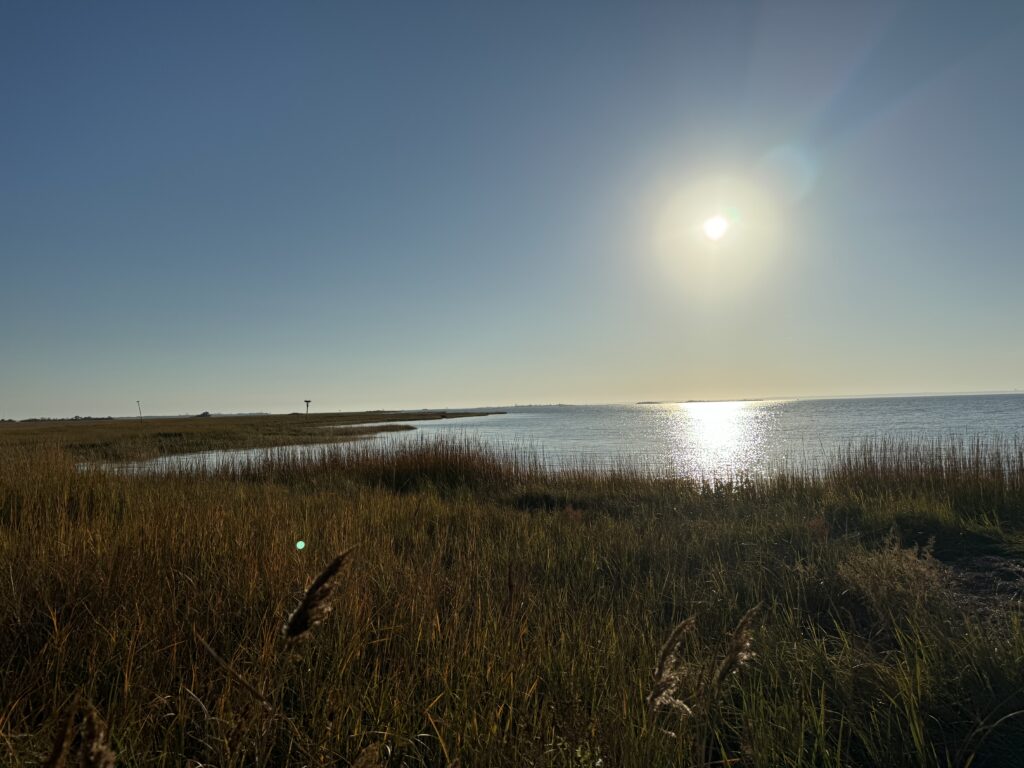 a grassy area with water and a sunny day (MyCoast AI)