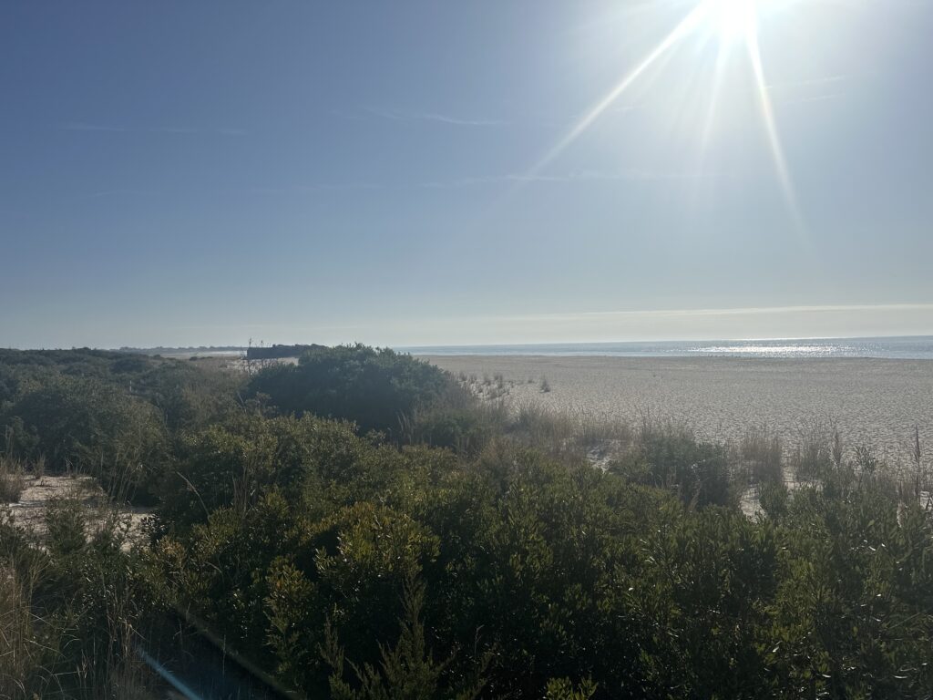a landscape with trees and water in the background (MyCoast AI)