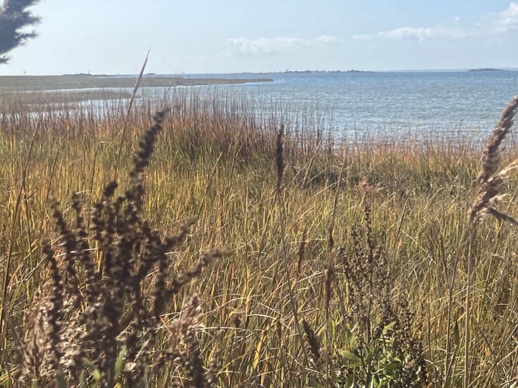 a grassy area with water in the background (MyCoast AI)