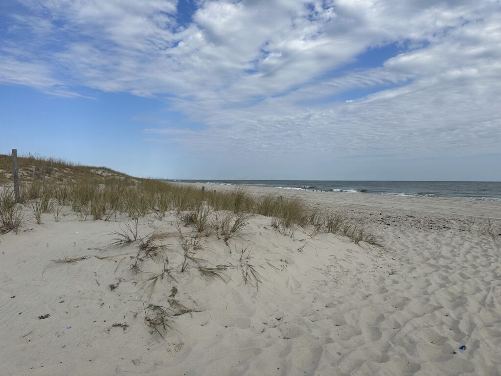 a sandy beach with plants and water (MyCoast AI)