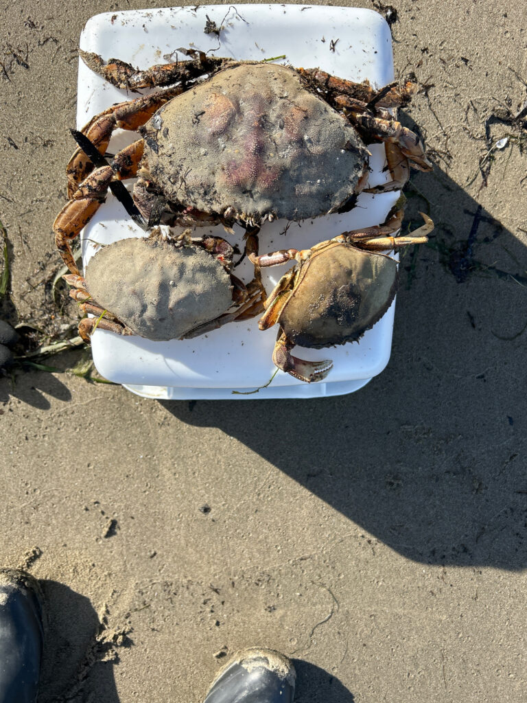 a plate of food (MyCoast AI)