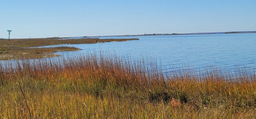 a body of water with grass and land in the back (MyCoast AI)