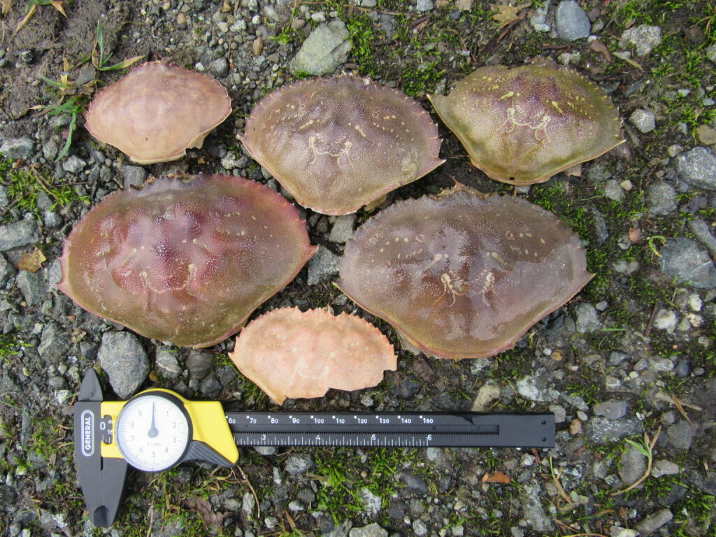 a knife next to a pile of mushrooms (MyCoast AI)