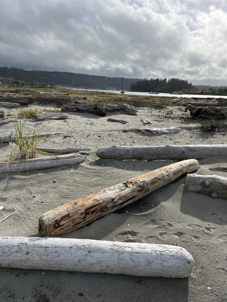 a group of logs on a beach (MyCoast AI)