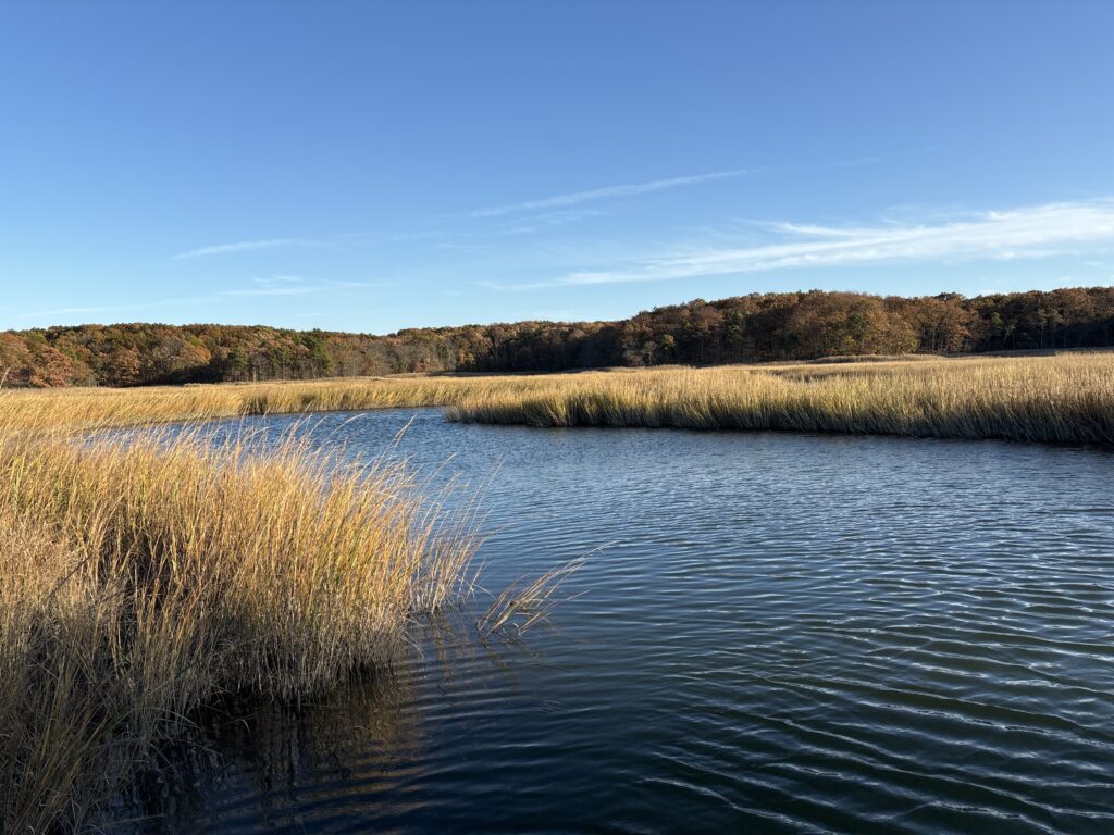 a body of water with grass and trees around it (MyCoast AI)