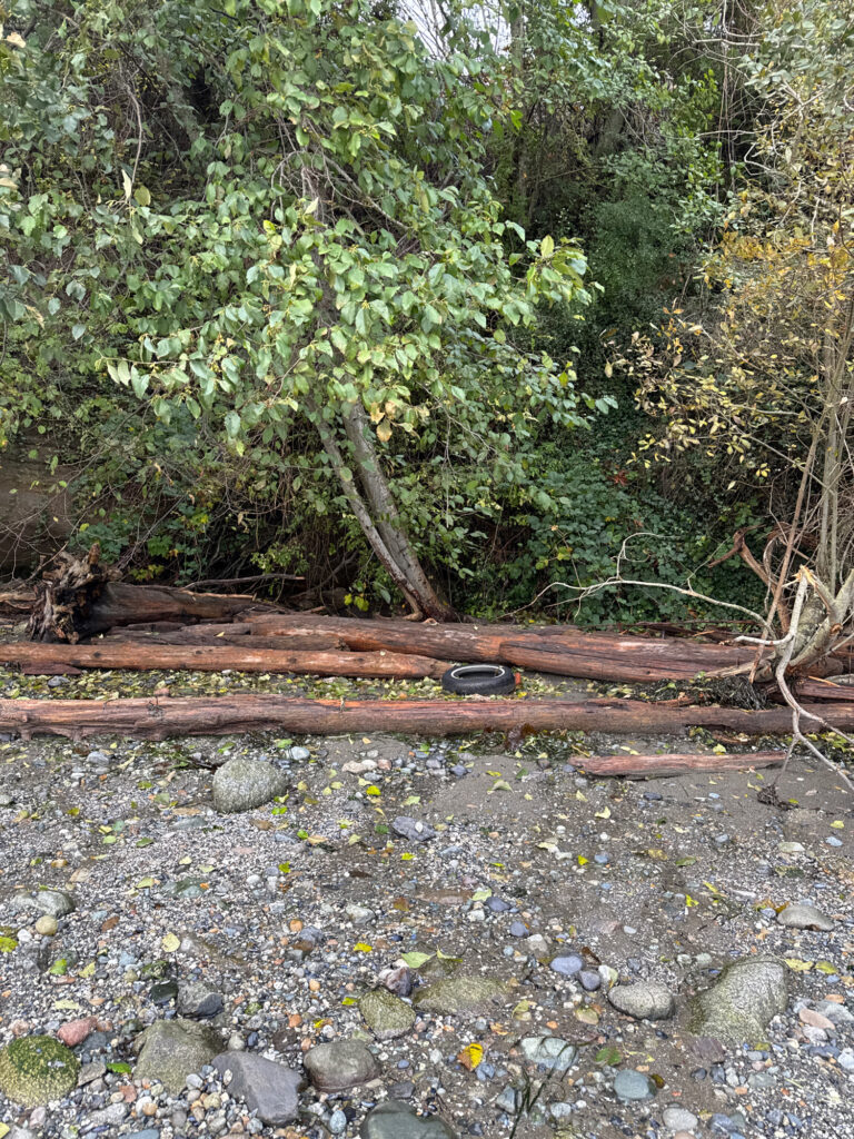 a set of train tracks in the woods (MyCoast AI)