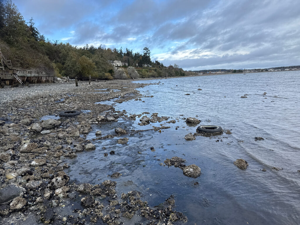 a rocky beach with a pier and trees in the background (MyCoast AI)